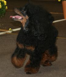 Scherfede005