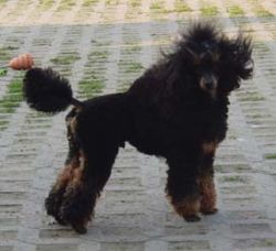 Basti023