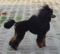 Basti025