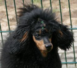 Denny Lambada 24 03 09031a
