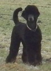 Curly1jahr014a