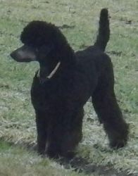 Curly1jahr088aa