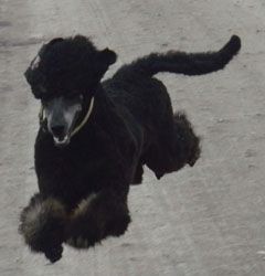 Curly1jahr136a