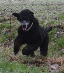 Curly1jahr265a