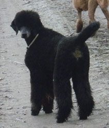 Curly1jahr314a