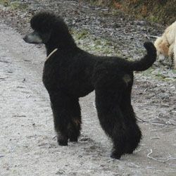 Curly1jahr334a