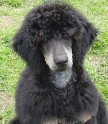 Curly4mo199