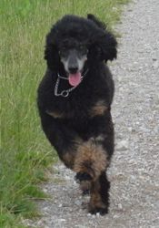 Curly6mo024