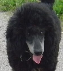 Curly6mo048