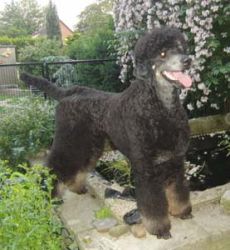 Neumnstercurly095mittel