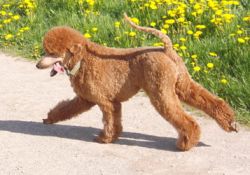 Ellismai15001