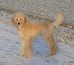 Livi5mo033