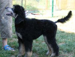 Nala016a