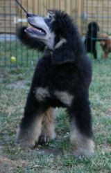 Nala026a