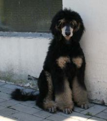 Nala035a