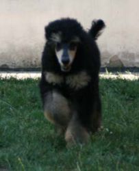Nala041a