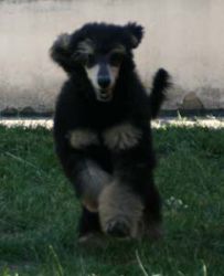 Nala042a