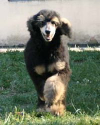 Nala043a