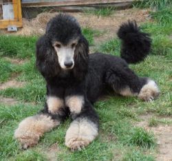 Nala13mo3