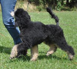 Siegerschau003a