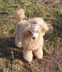 Zaunundbaum014