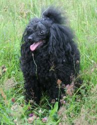 Mai2011417