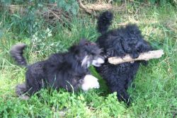 Pups009