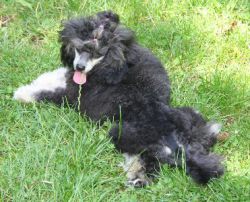 Pups029