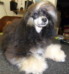 Pups085