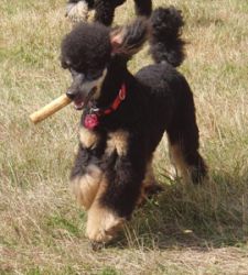 Taiga10mo055a